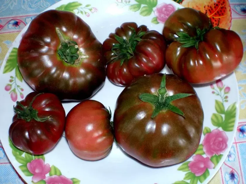 Томат Черный слон 3