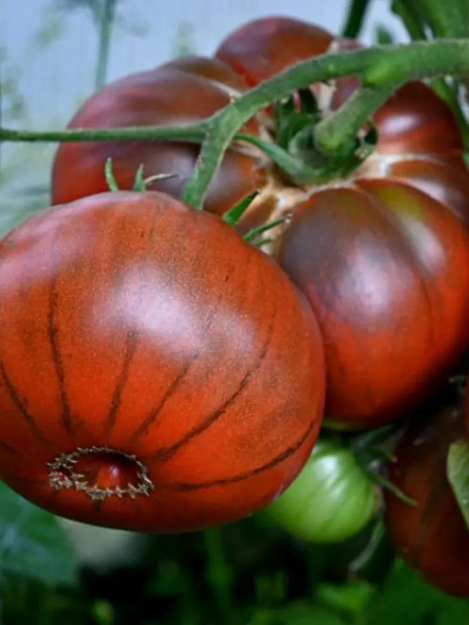 Томат Черный слон 2