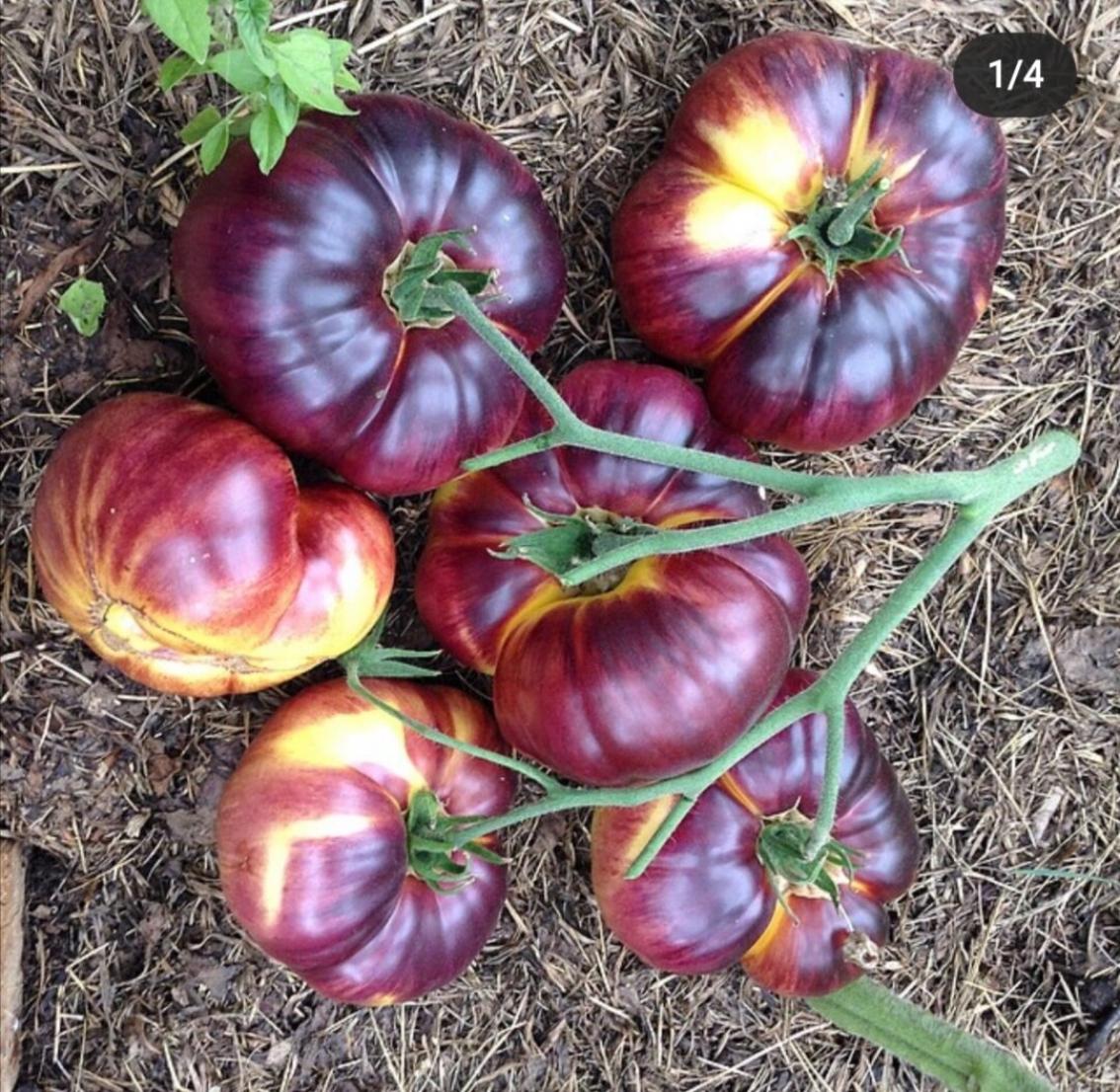 Томат Черный тюльпан 2