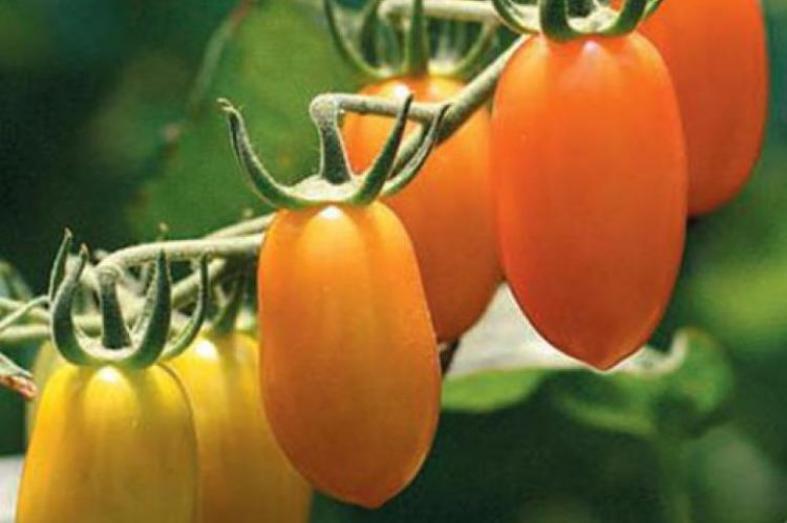 Томат Черри-Банано 2