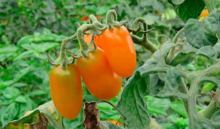 Томат Черри-Банано 4