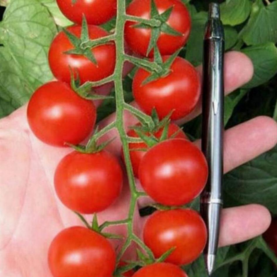 Томат Черри Блосэм 2