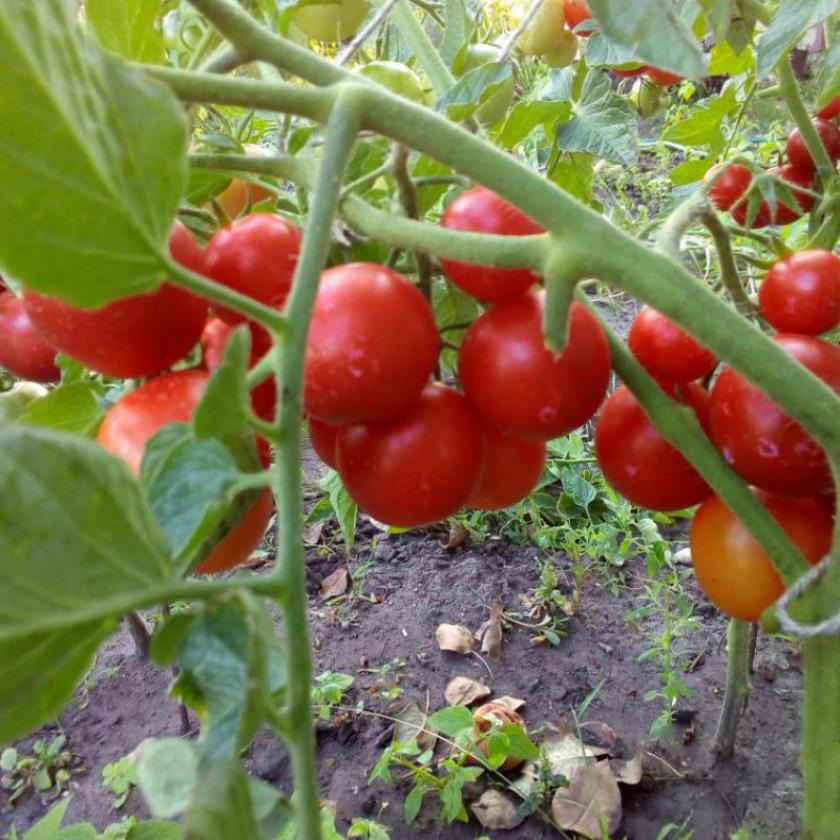 Томат Черри Блосэм 4