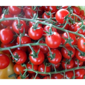 Томат Черри Блосэм