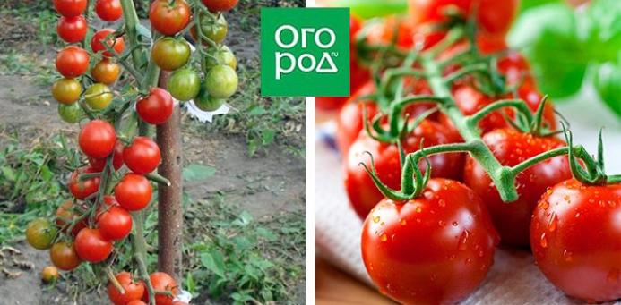 Томат Черри Блосэм 5