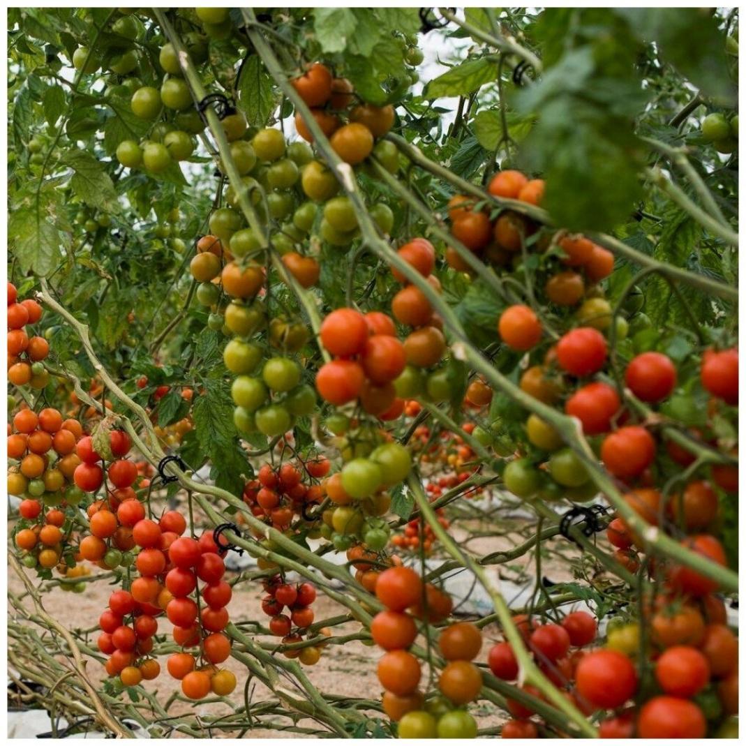 Томат Черри Коктейль 3
