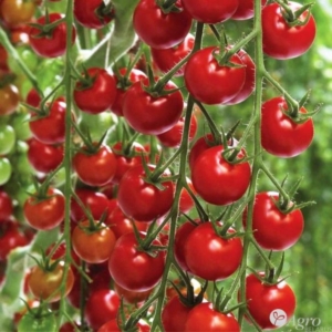Томат Черри Коктейль