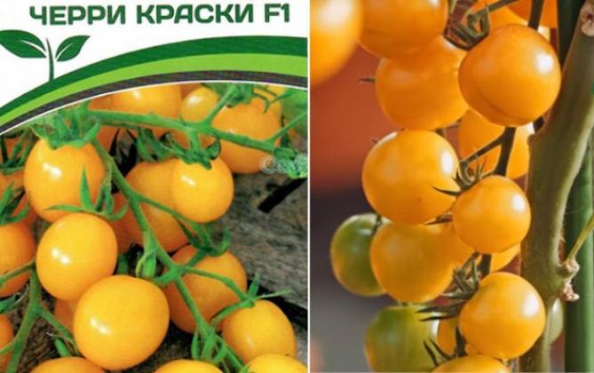 Томат Черри краски 4