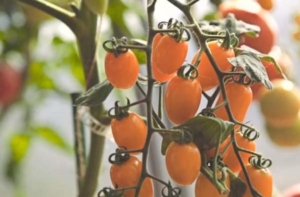 Томат Черри Лиза