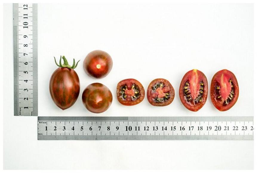 Томат Черри Миднайт 3