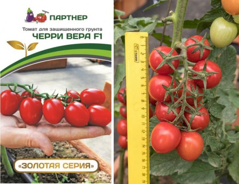 Томат Черри Вера 2
