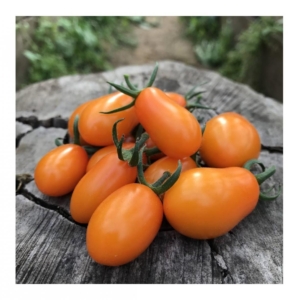 Томат Червонец