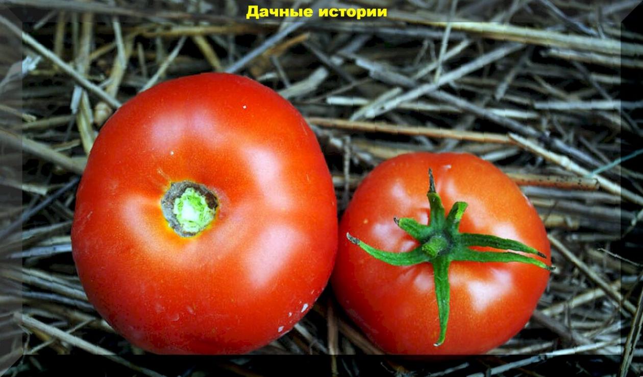 Томат Чирок 2