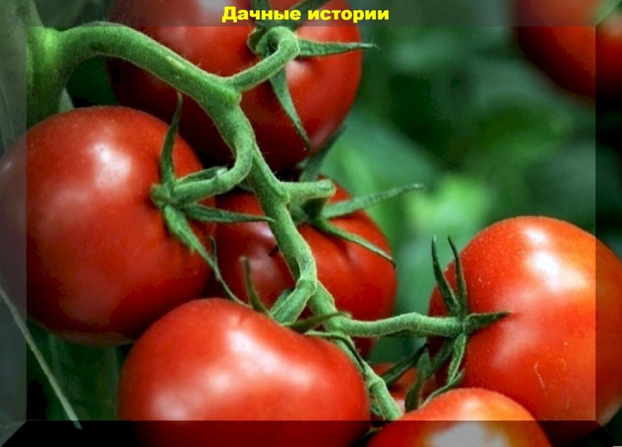 Томат Чирок 3