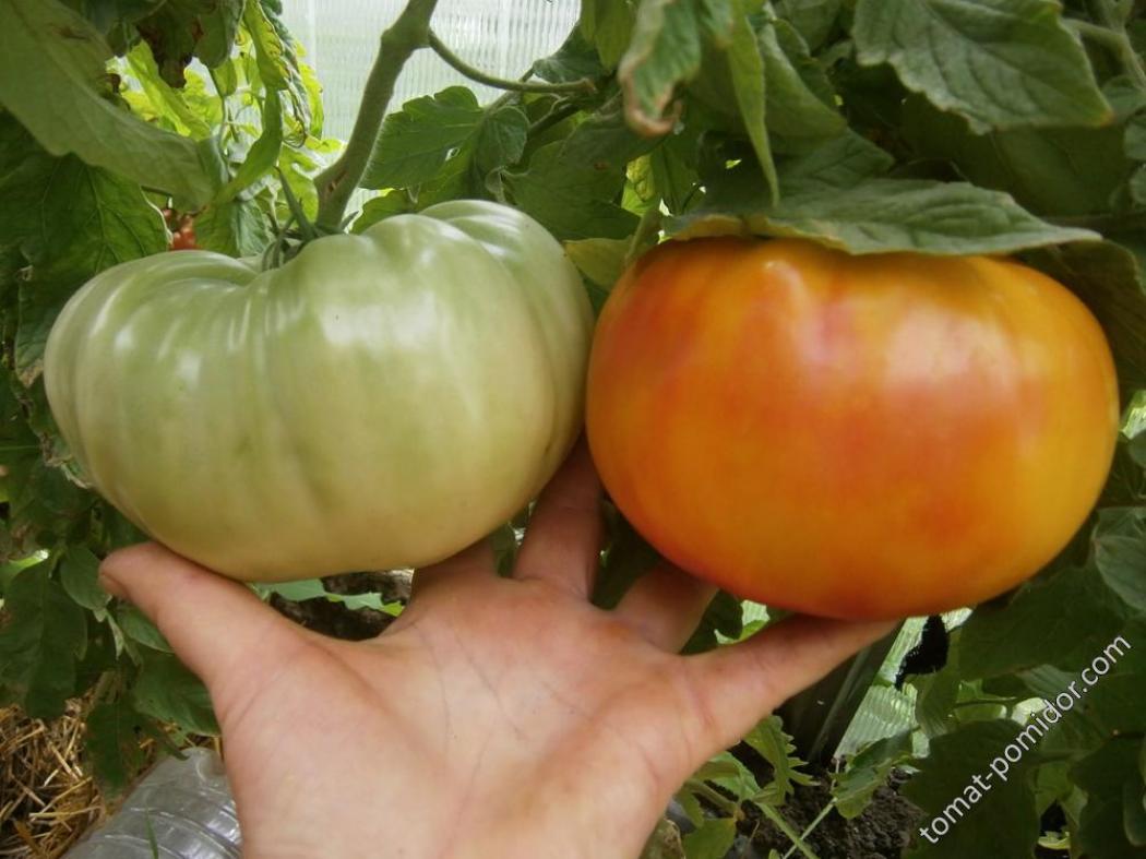 Томат Чудо Арканзаса 5