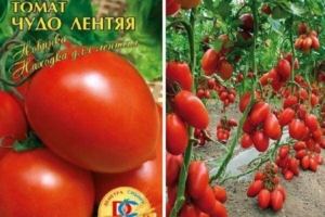 Томат Чудо лентяя