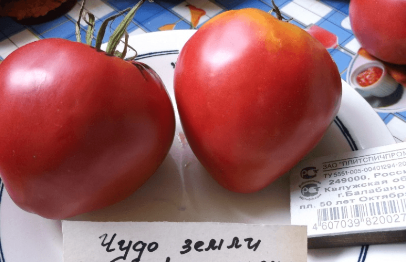Томат Чудо Земли 3