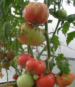 Томат Дакоста португальская