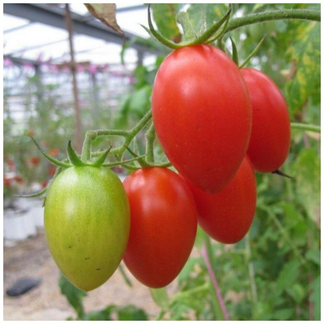 Томат Далида 2