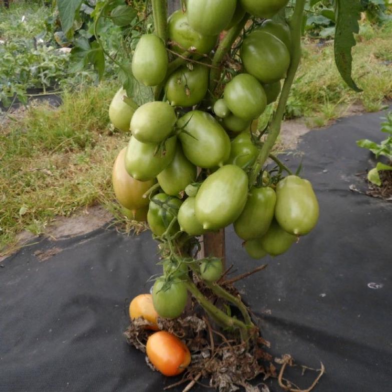 Томат Далида