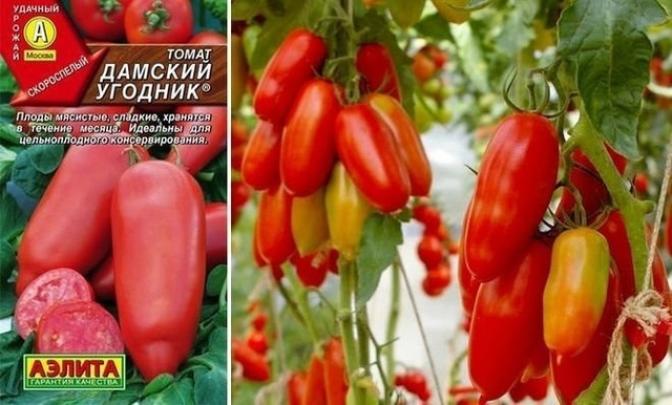 Томат Дамский угодник 3