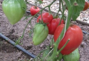 Томат Данна