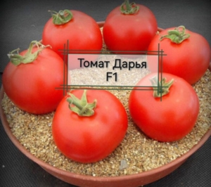 Томат Дарина