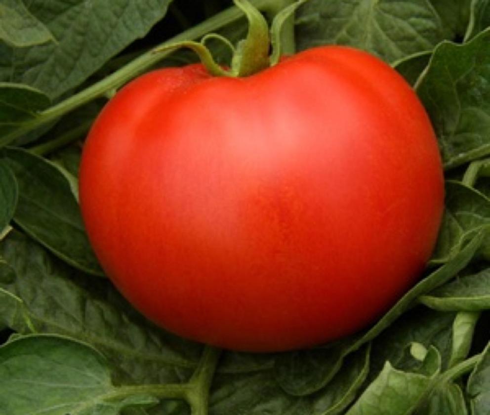 Томат Дедушкина закуска 2