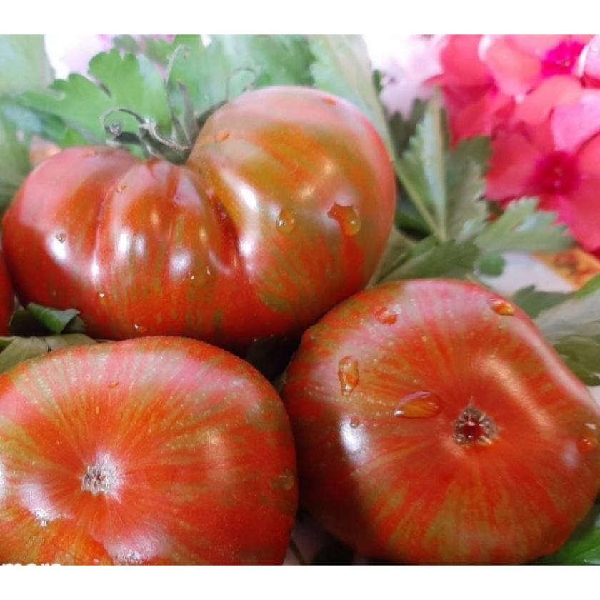 Томат Дельта Дивер красный 2