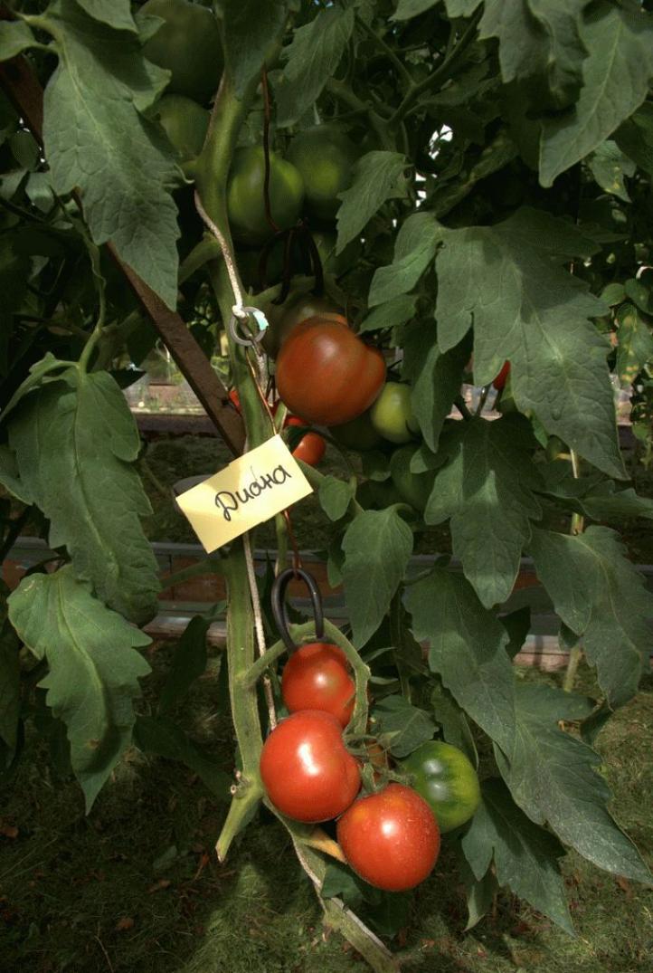 Томат Диана 2