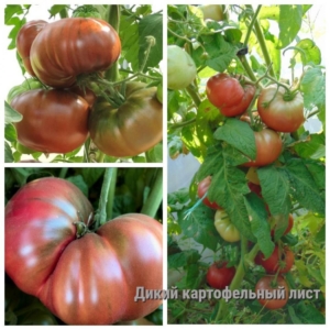 Томат Дикий картофельный лист