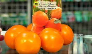 Томат Диоранж