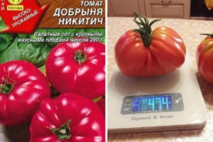 Томат Добрыня Никитич