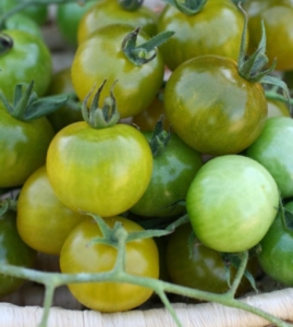 Томат Доктор Фростед