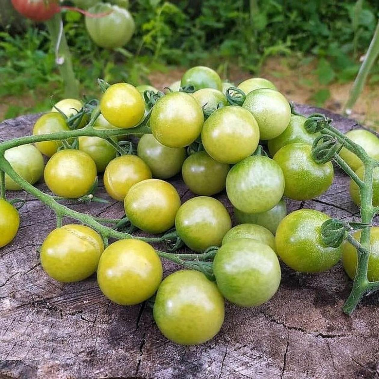 Томат Доктор Фростед 2