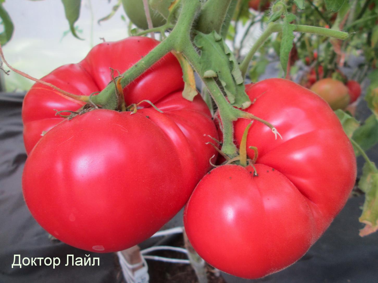Томат Доктор Лайл 3