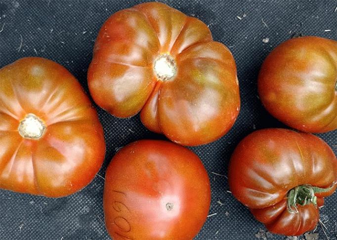 Томат Дом Арлин 3