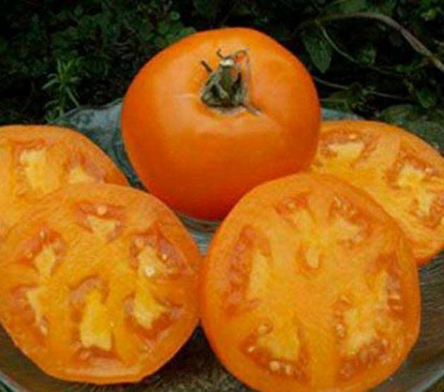 Томат Донецкий апельсин 2