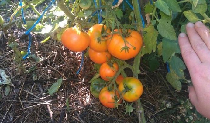 Томат Донецкий апельсин