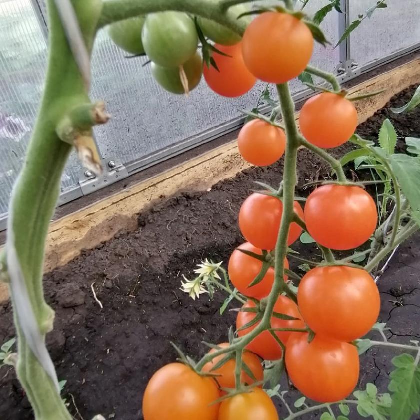 Томат Дублон золотой 2