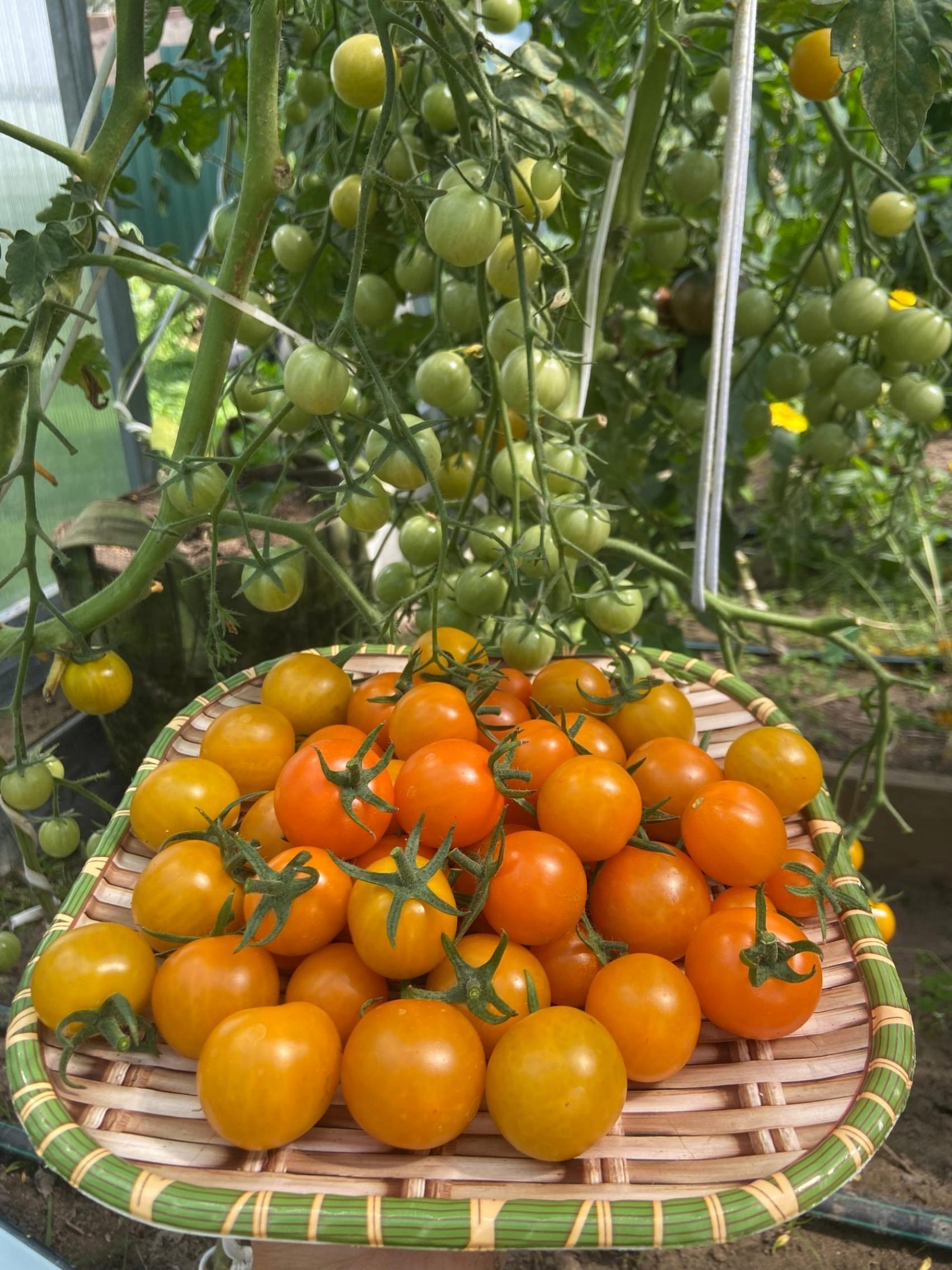 Томат Дублон золотой 3