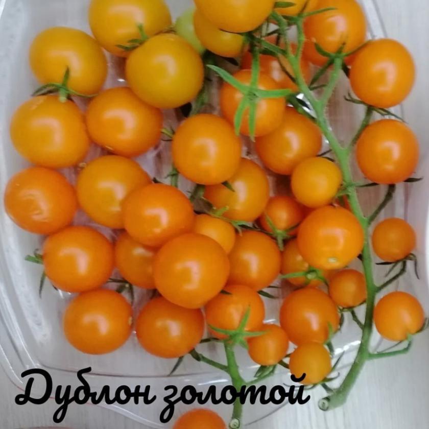 Томат Дублон золотой 4