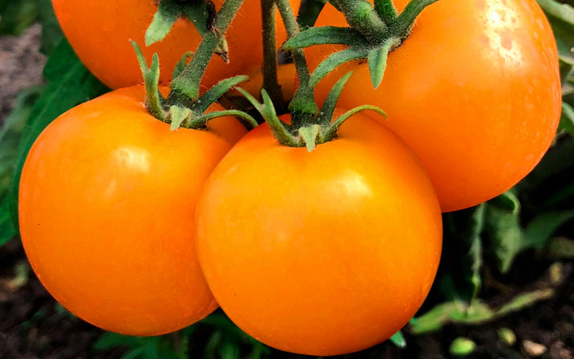 Томат Дублон золотой 5