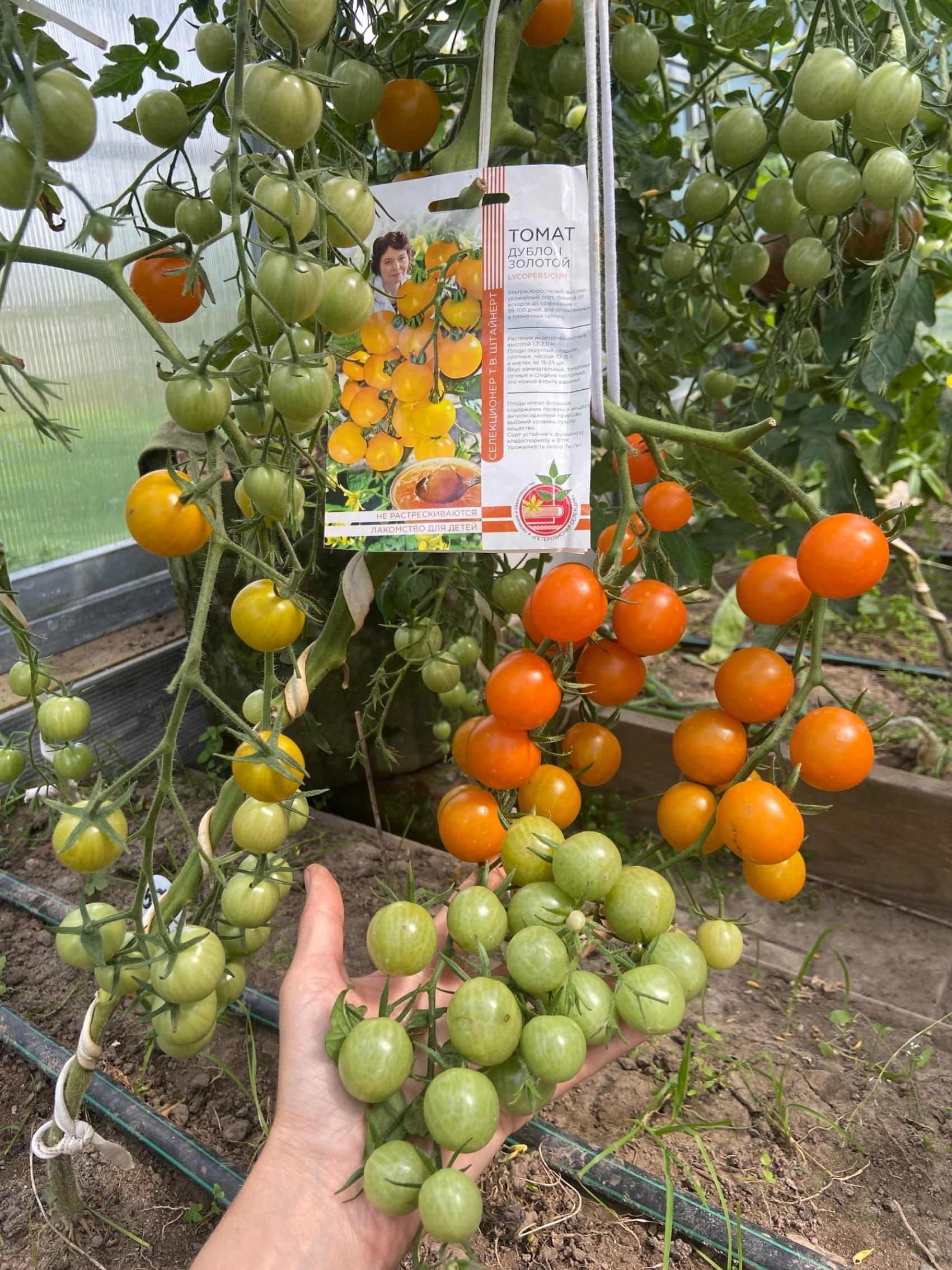 Томат Дублон золотой