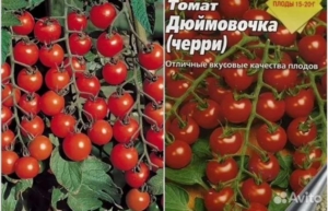 Томат Дюймовочка