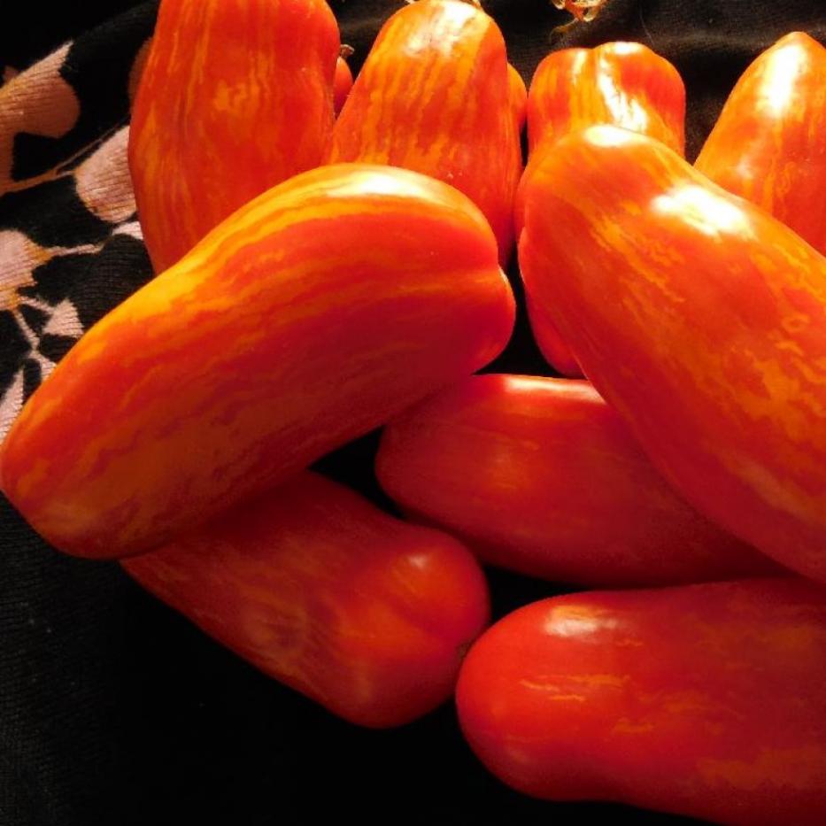 Томат Джалпа 2