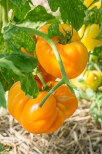 Томат Джамбо