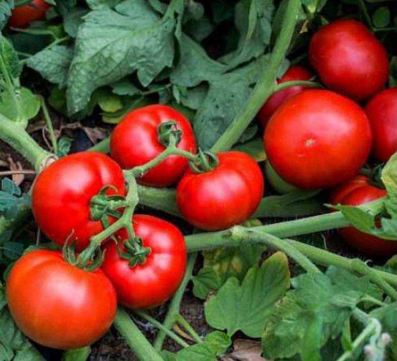 Томат Джокер