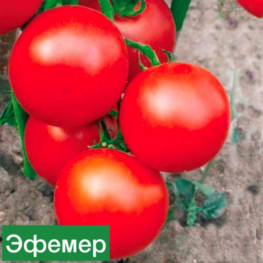 Томат Эфемер 2