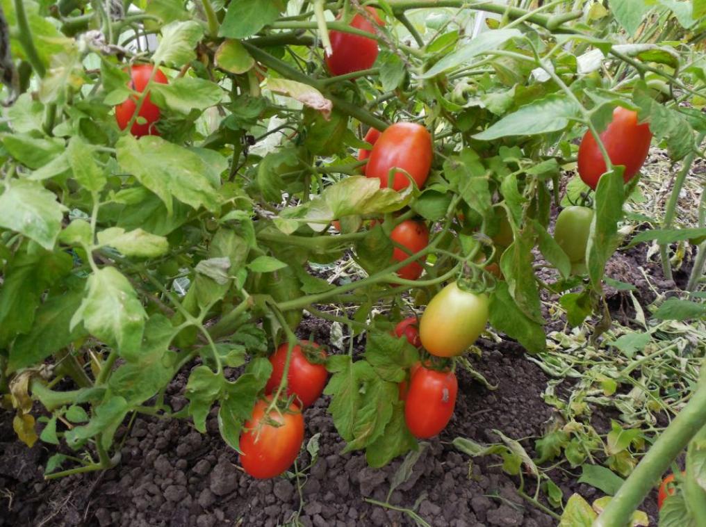 Томат Эфемер 3